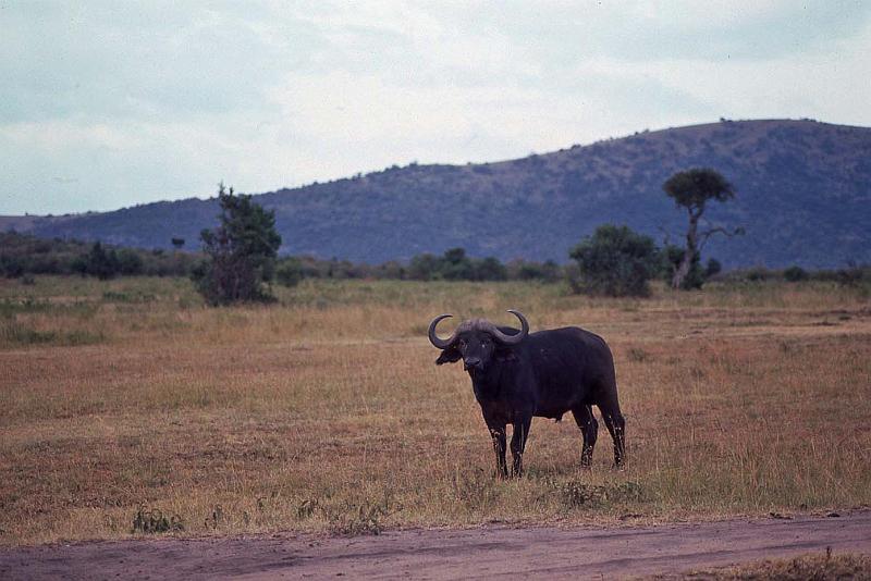 WT 1400 198-14 Kenya.jpg